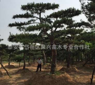 山東泰安專業銷售造型松 園林景觀精品造型松 造型松多少錢一棵$