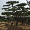 山東泰安專業銷售造型松 園林景觀精品造型松 造型松多少錢一棵$