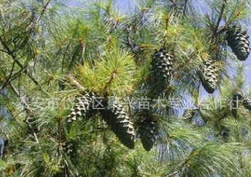 精品推薦各種規格華山松 耐寒耐旱華山松 質優價廉華山松