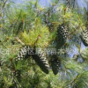 精品推薦各種規格華山松 耐寒耐旱華山松 質優價廉華山松
