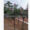 出售樹狀月季 高桿月季 薔薇月季花 湖南3-4公分月季花