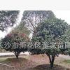 湖南茶花球基地 直批蓬徑1.8米-2米的景觀茶花球 精品茶花球批發