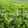 批發大葉梔子花小苗 工程綠化用大葉梔子地苗 花朵大 四季常青
