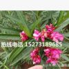 夾竹桃樹_價格低_50-120公分高優質苗木批發