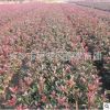 批發紅葉石楠營養杯苗 湖南紅葉石楠杯苗袋苗