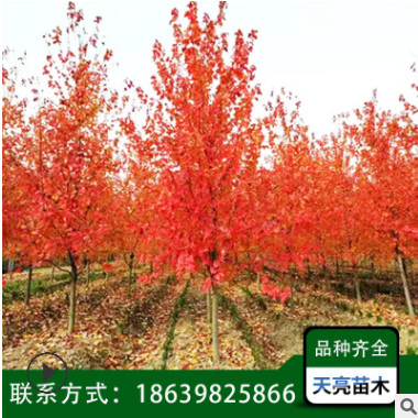 批發美國紅楓/日本紅楓/秋火焰/紅楓苗/園林綠化/基地直銷