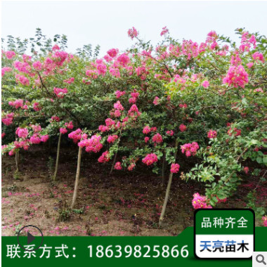 紫薇樹 百日紅紫薇 紫薇花樹苗 紅火箭紫薇 造型紫薇 基地直銷