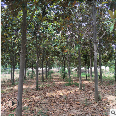 批發河南荷花玉蘭/廣玉蘭/洋玉蘭/園林綠化/行道樹/基地直銷