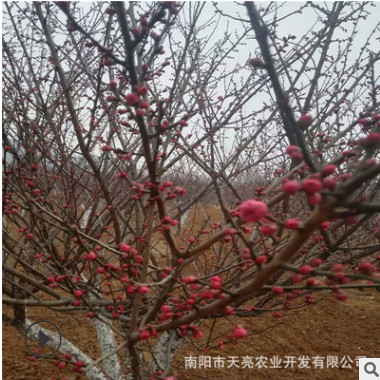 基地直銷梅花樹 紅梅 臘梅 美人梅 園林綠化