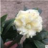 嫁接中大型茶花 正黃旗茶花 花色花系
