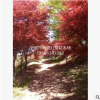 供應3-26公分紅楓樹，產地直銷中國紅楓