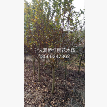 低價批發供應工程、庭院、別墅各種綠化苗木 紫薇