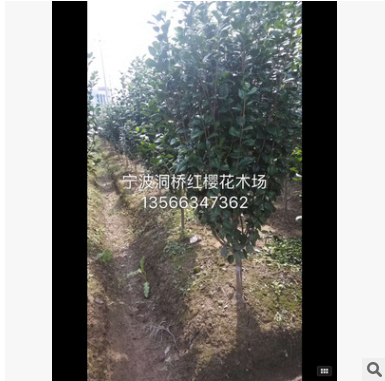 低價批發供應各種品種 茶花、大茶花、茶梅球 ，品質保證