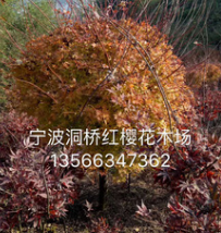 供應工程苗木，園林植物 格擋規格精品【槭楓】