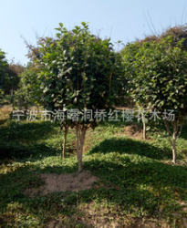 供應四季常青綠化苗木 茶花 工程、庭院種植苗木