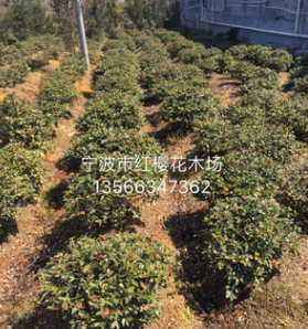 工程綠化苗木、庭院種植 茶梅球 茶花