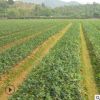 直銷一年生高產優質嫁接贛無2號油茶小樹苗 油茶裸苗 油茶苗基地