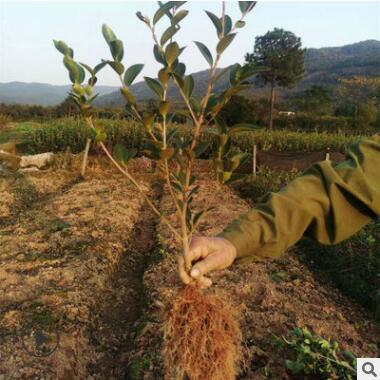 專業定制長林4號兩年生優質高產油茶苗 油茶籽 油茶栽培
