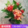 五彩仙丹龍船花庭院陽臺綠植銷工程綠化苗木擺花觀花盆栽