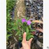 鴛鴦雙色茉莉 白茉莉花室內花卉盆栽植物茉莉 園林生態苗木批發