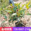 基地批發 小區庭院綠化苗木野牡丹 室外盆栽花卉巴西野牡丹