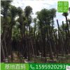 移栽骨架綠化苗木 骨架香樟造型接工程苗 香樟地苗供應