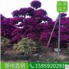 三角梅造型 規格齊全 批發盆栽勒杜鵑 柱形景觀樹 直銷紫花三角梅