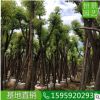 香樟多桿骨架綠化可接工程苗 移植小苗香樟供應 香樟規格齊