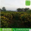 雙莢槐球高度1米 基地直銷開黃花雙莢槐球 造型好看的造景雙莢槐