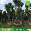 全冠袋苗香樟多桿園林 香樟移植工程綠化苗木 全冠香樟批發