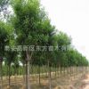 速生國槐樹苗 工程綠化槐樹槐苗 基地批發供應大小規格國槐苗