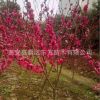 苗圃現貨批發高品質紅葉碧桃 成活率高 優質紅葉碧桃