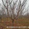 苗圃直銷各種規格櫻花苗 園林綠化用優質櫻花苗