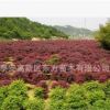 基地長期直銷紅葉李樹 直銷園林景觀紅葉李樹 耐寒耐旱紅葉李