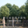 大量供應(yīng)多年移栽截桿香樟樹 綠化工程樹 浙江香樟樹 10公分