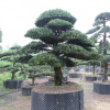 基地優(yōu)質(zhì)供應(yīng)造型羅漢松 園林工程