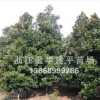 供應多種規格廣玉蘭 白紅玉蘭 黃玉蘭 紫玉蘭
