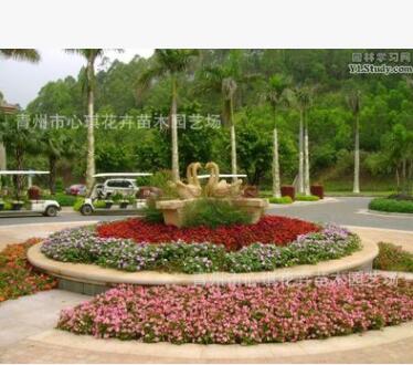 批發精品千日紅 盆栽 花海 基地直銷 綠化