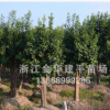 優質喬木 香泡樹 柚子樹 15-30公分