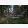 供應各種規格櫻花 批發 基地直銷 12公分