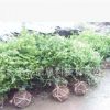 紅豆杉盆景苗基地直銷農(nóng)戶價(jià)供應(yīng)