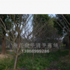 櫻花 櫻花樹 工程苗木 地徑6-12公分