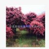 紅楓樹苗供應(yīng)5公分
