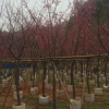 福建山櫻花