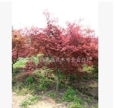 低價(jià)供應(yīng)苗圃自產(chǎn) 正宗日本紅楓（紅舞姬）樹苗 紅楓大苗 小苗