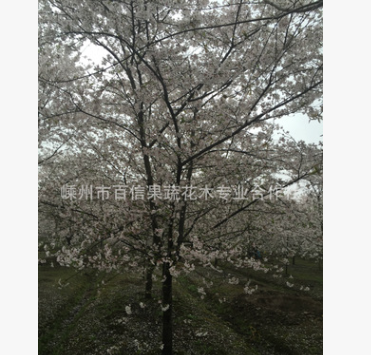 供應(yīng)日本櫻花（染井吉野）