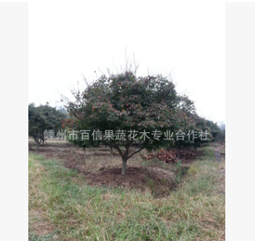 低價(jià)供應(yīng)綠化苗木紅楓 彩葉紅楓 地徑10-15公分精品紅楓