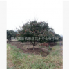 低價(jià)供應(yīng)綠化苗木紅楓 彩葉紅楓 地徑10-15公分精品紅楓