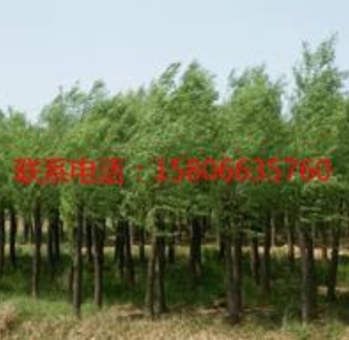 饅頭柳*新價格