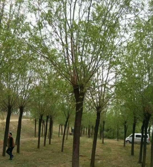 饅頭柳價格多少錢能買